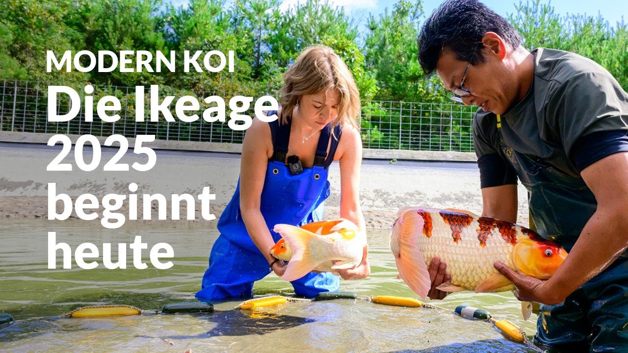 Die Sansai Ikeage Hongou Shita | Modern Koi Blog Japan #7681
