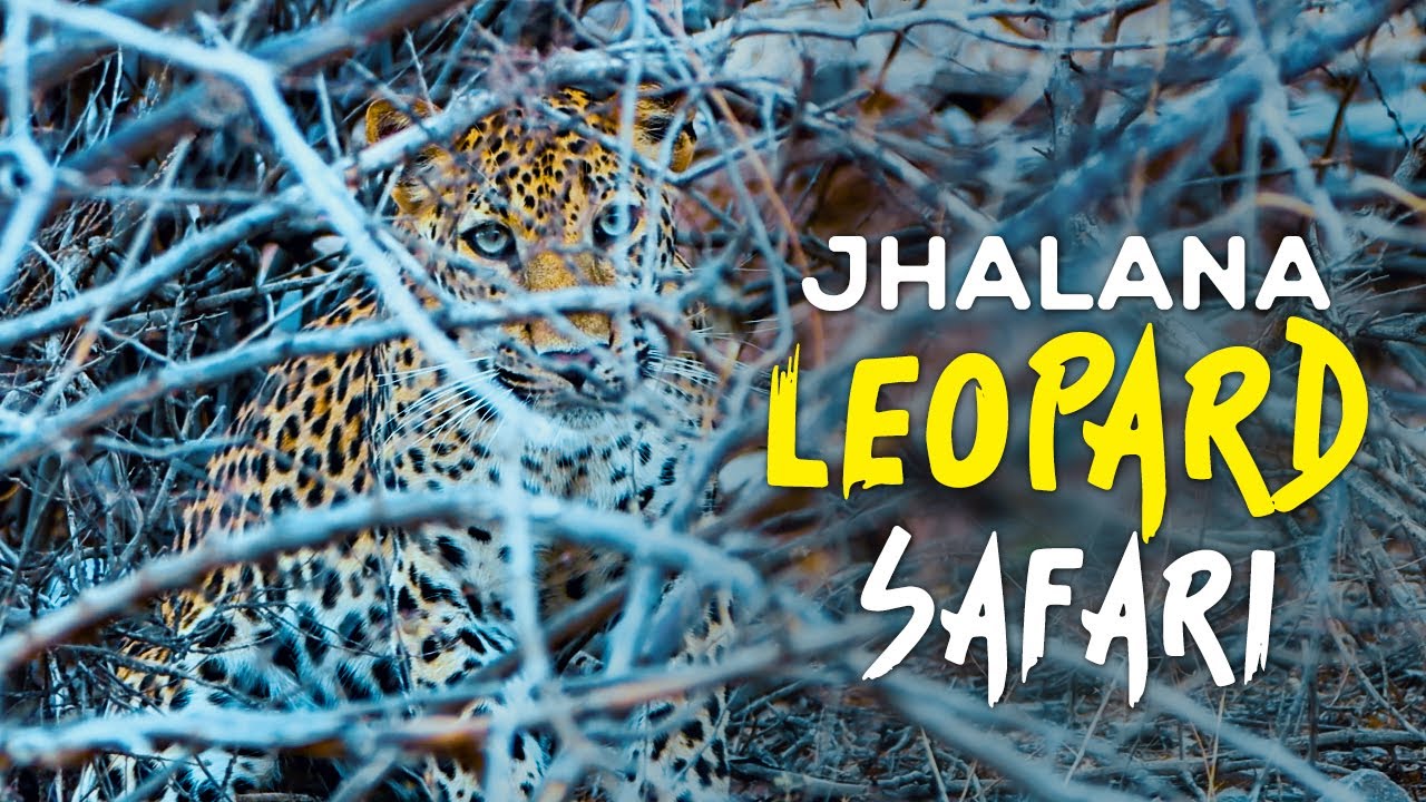 Jhalana Leopard Safari Experience (June 2022, Jaipur) 4K Video Hindi | हिन्दी
