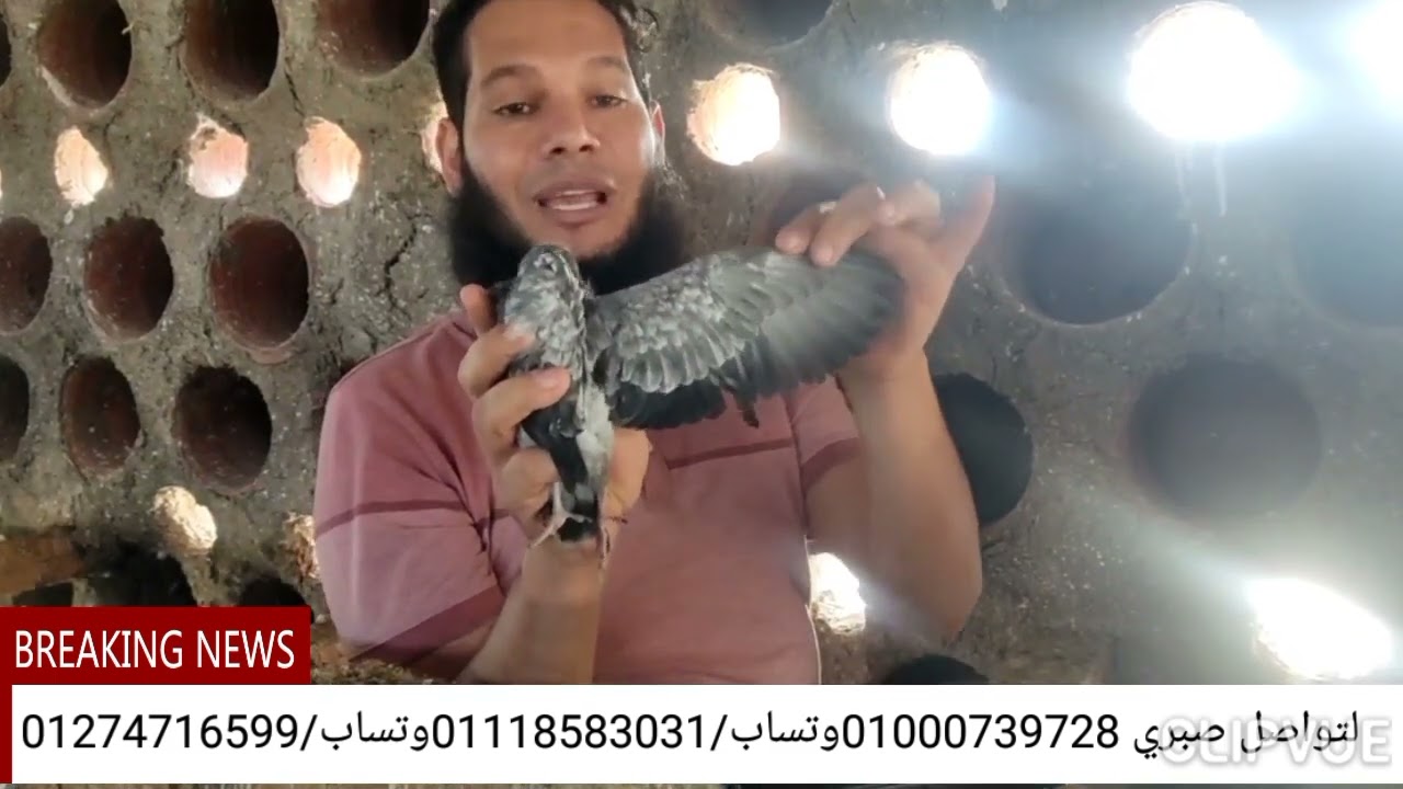شوف مشروع إنتاج البرج بعد ٨شهور وصغار الحمام لتواصل ٠١٠٠٠٧٣٩٧٢٨وتس ٠١١١٨٥٨٣٠٣١وتس الشغل في كل مكان