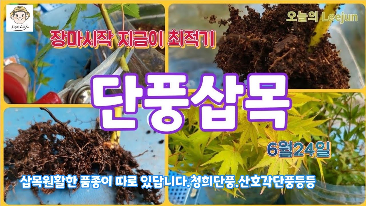 장마시작 공중습도가 높아요.삽목최적기 단풍삽목(지난해결과포함)