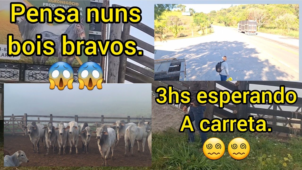 (Parte 1)Transporte de 19 bois de 21@ + Deu muito trabalho.💪🏻💪🏻💪🏻