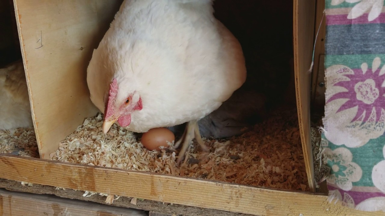 Chicken Egg Collecting Daily Routine
