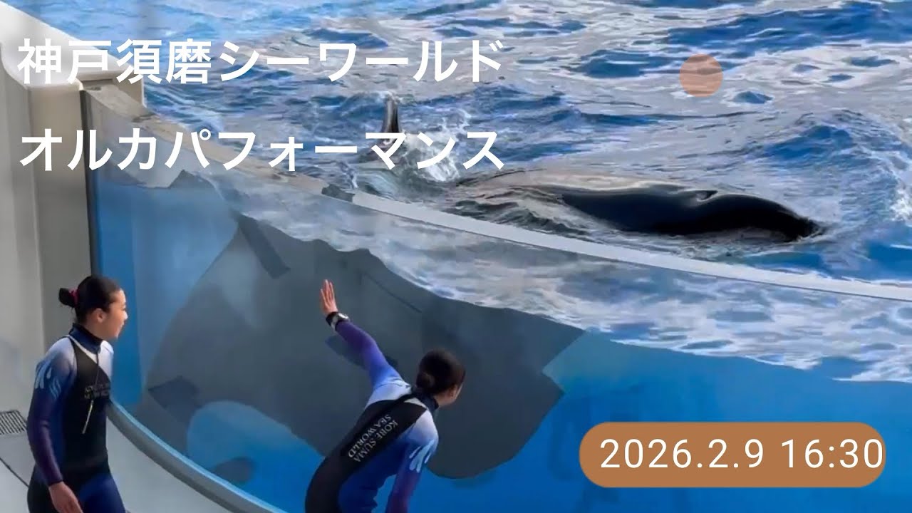 神戸須磨シーワールド　オルカパフォーマンス　2026.2.9 16:30