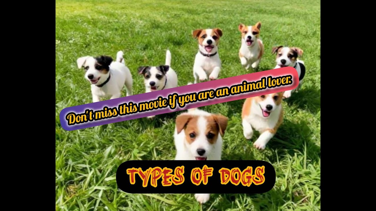 Why Dogs Are the Best Emotional Support Animal🐾🐶