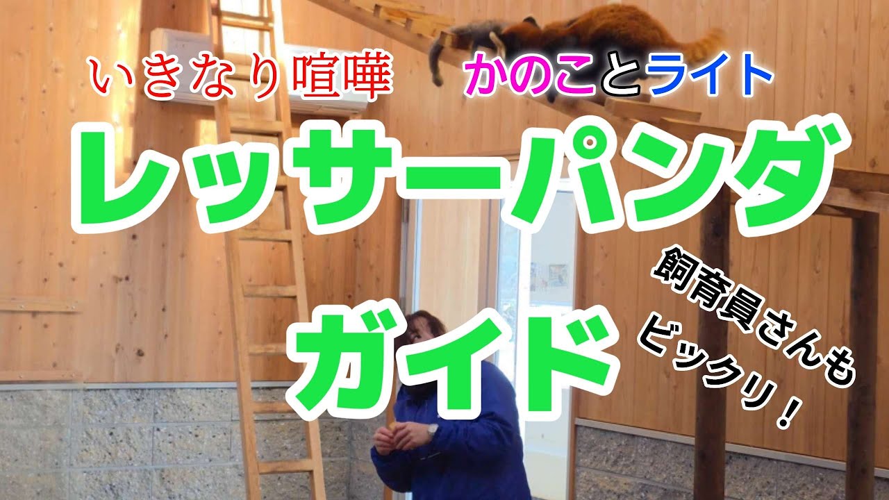 【飼育員さんの頭上でいきなり喧嘩！でも話は楽しかったレッサーパンダガイド】～Nishiyama Zoo Red Pandas～