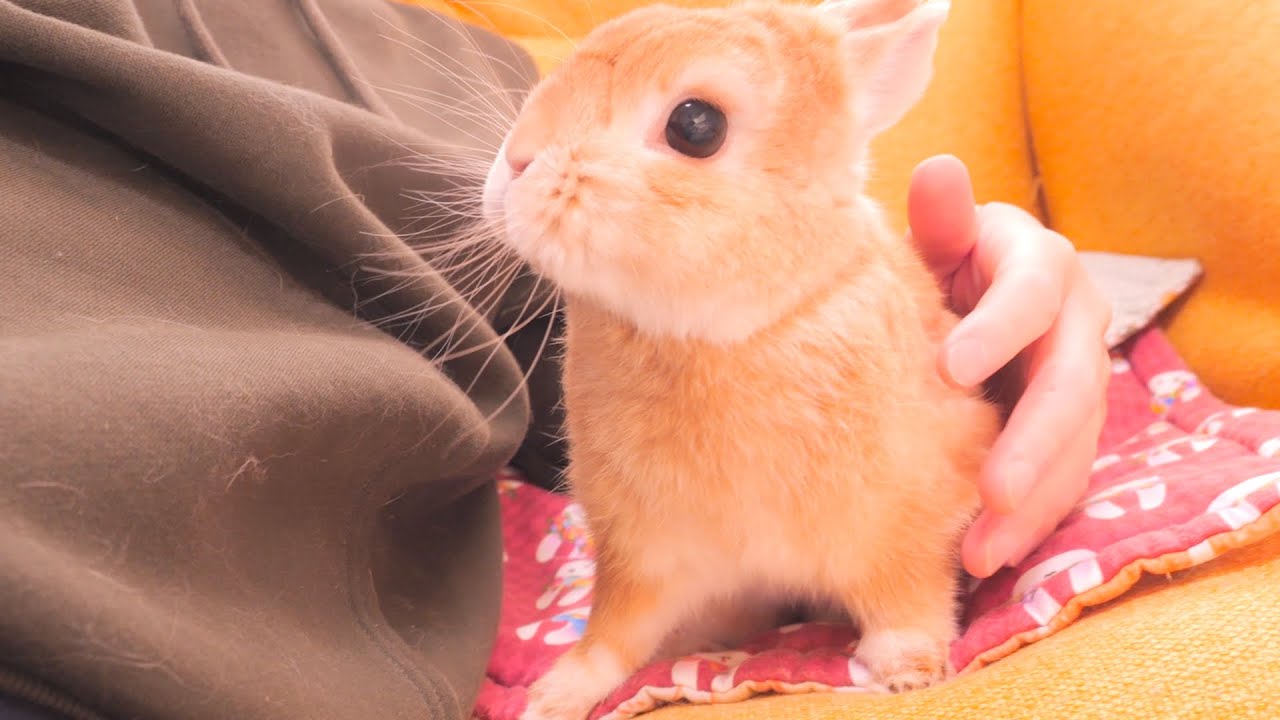 トントンすると側に来てくれてソファに座ると近距離でモフモフに触れられて最高に可愛いムギ【No.1618】