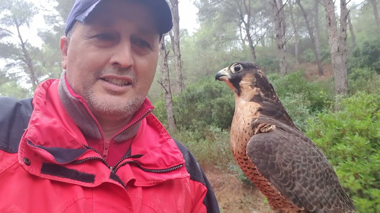 تربية الطيور( الشاهين  ) (halcón peregrino )