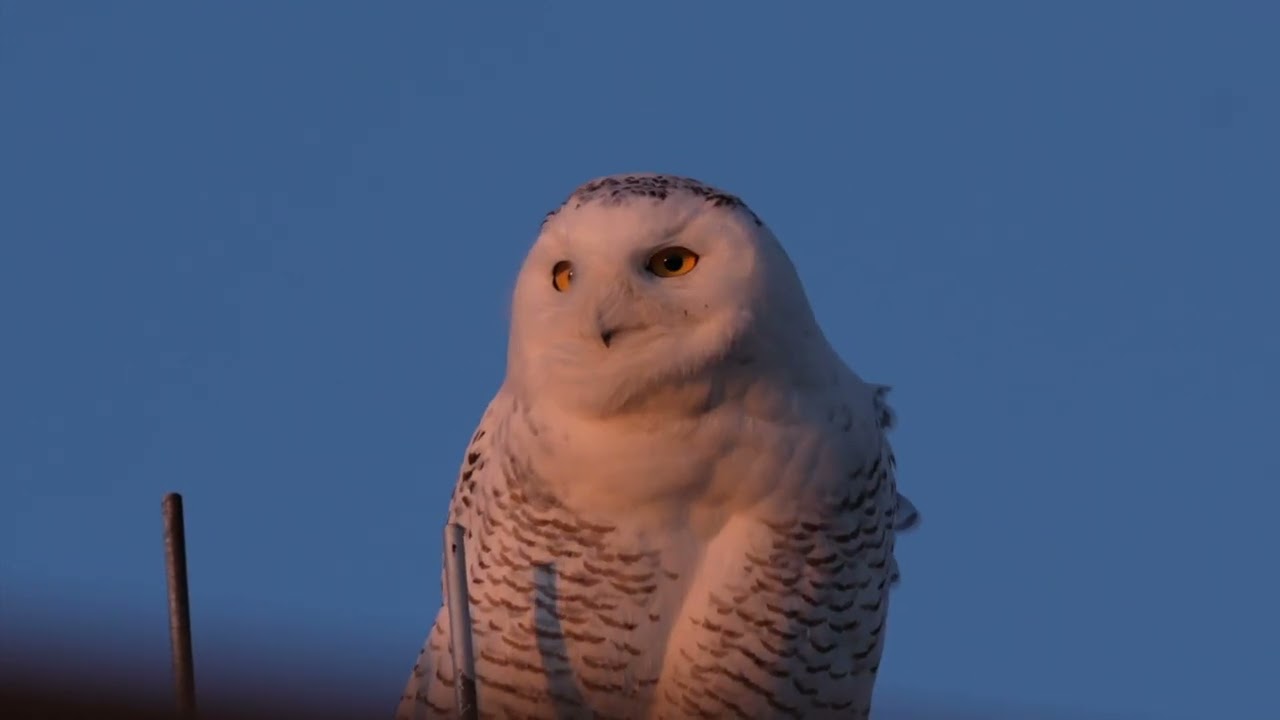 Snowy Owl