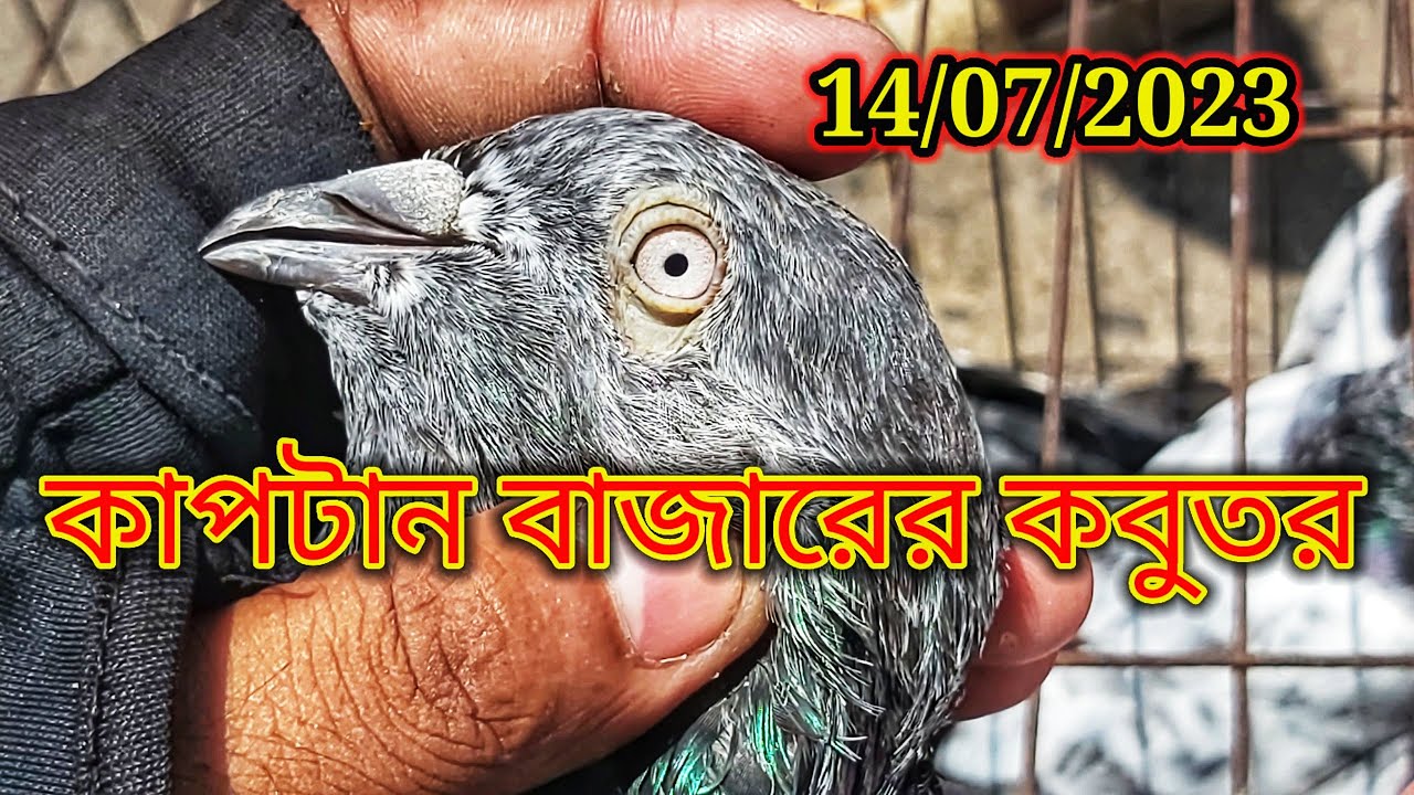 আপনার কাপটান বাজার হাটে কবুতর কিনতে বা বিক্রি করতে জাবেন না 🤬 | Miraj Pigeon