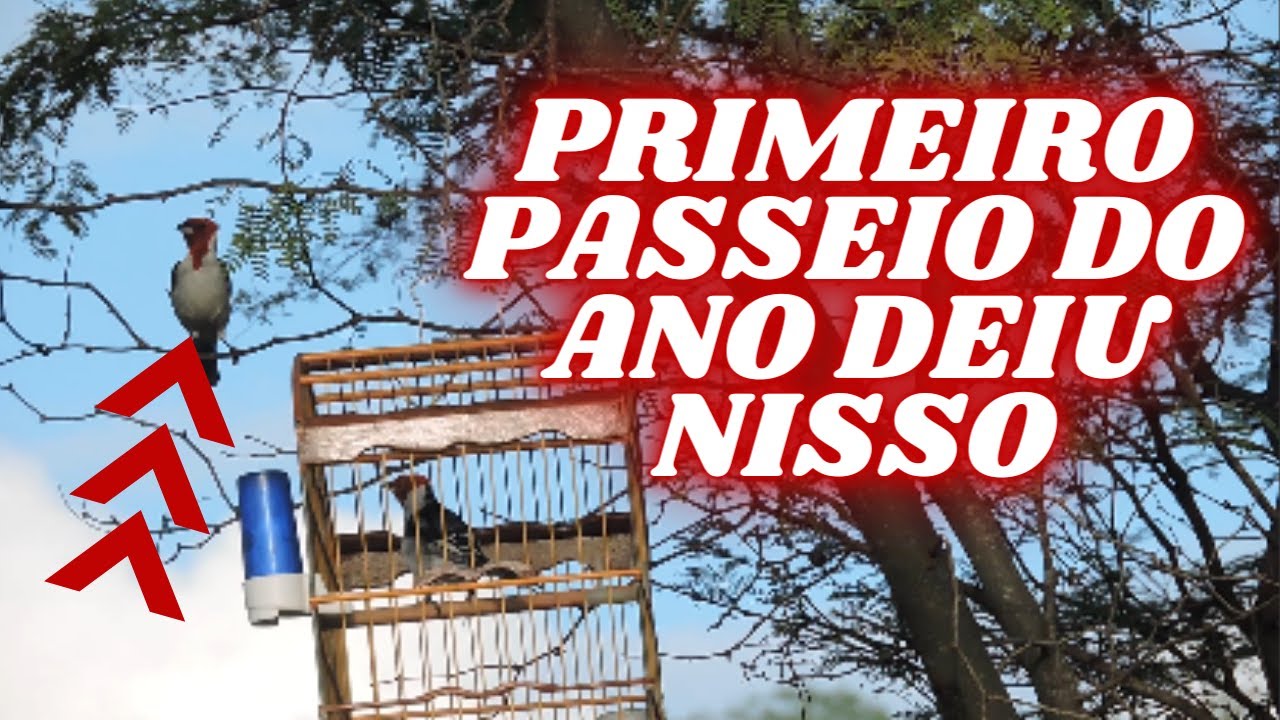 passeio com galo de campina e azulão aconteceu o inesperado