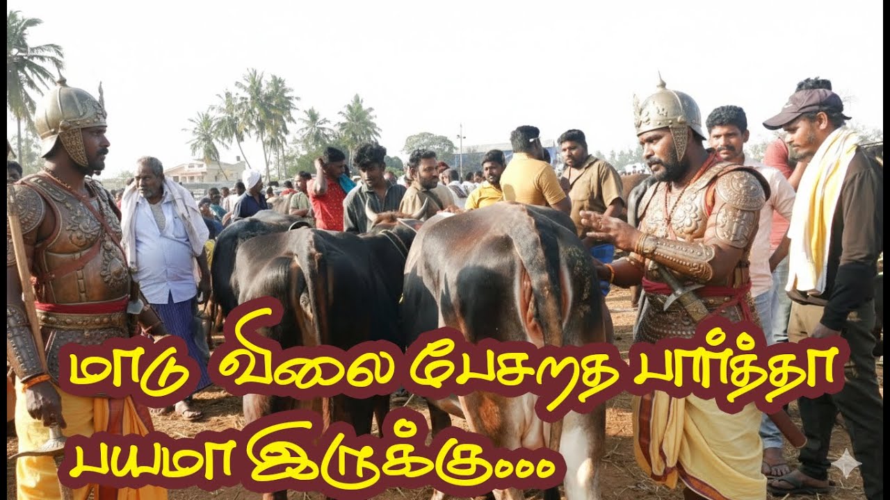 மாடு விலை பேசுவதெல்லாம் பாத்தா பயமா இருக்கு #erodemanikandan #hfcow #cowmarket2026 #erodemanikandan