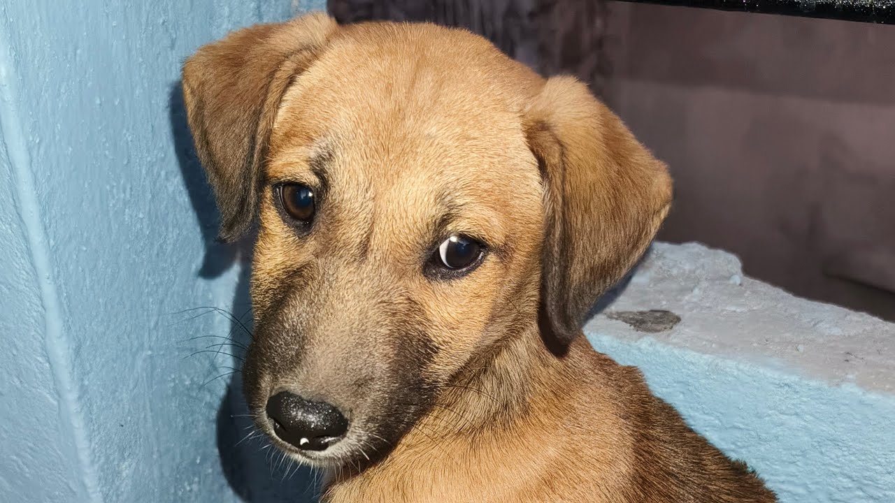 Aaj ka new blog dog rescue😶‍🌫🤗🕊