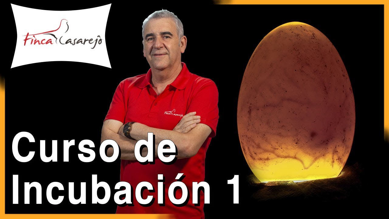 INCUBACIÓN de HUEVOS. Introducción 🥚 Cap I