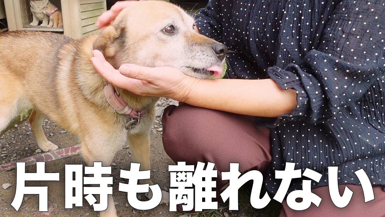 闘病中の雑種犬コロちゃんのためにお姉ちゃんが駆けつけてくれました。
