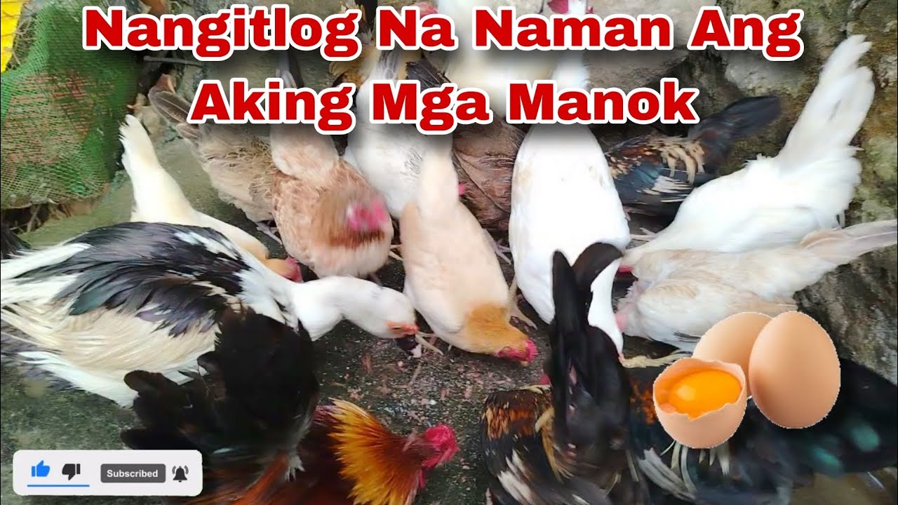 Magbawas ako Ng Itlog Ang Dami Na,