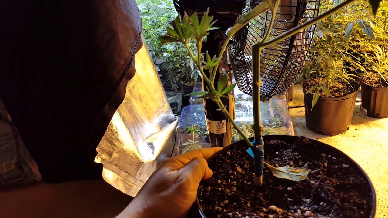 Grafting FEMALE cannabis to Male *update*
