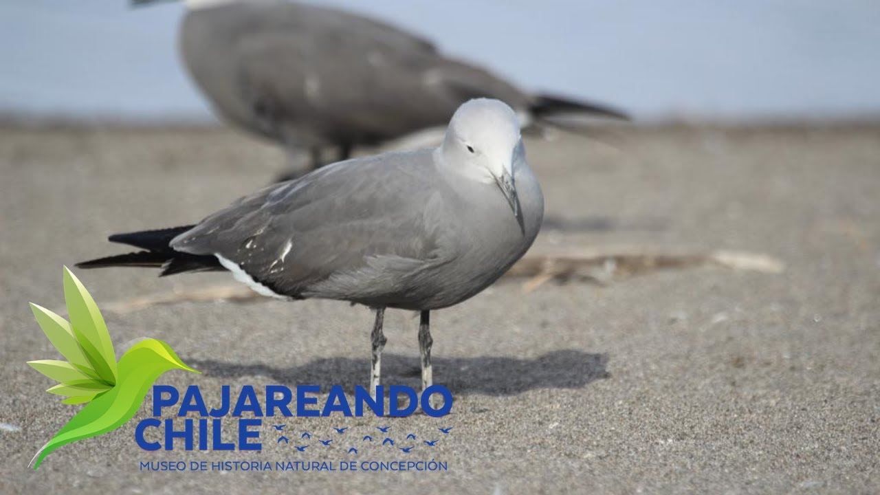 Pajareando Chile: Gaviota garuma