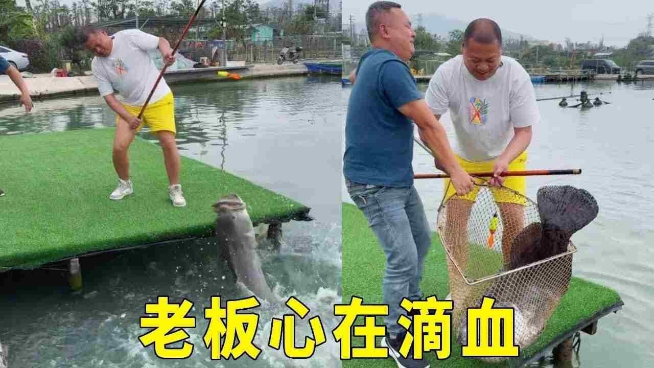 黑坑水库盘嚣张老板，极限十分钟五条百斤龙趸石斑鱼！老板的心在滴血 #钓鱼 #钓鱼人