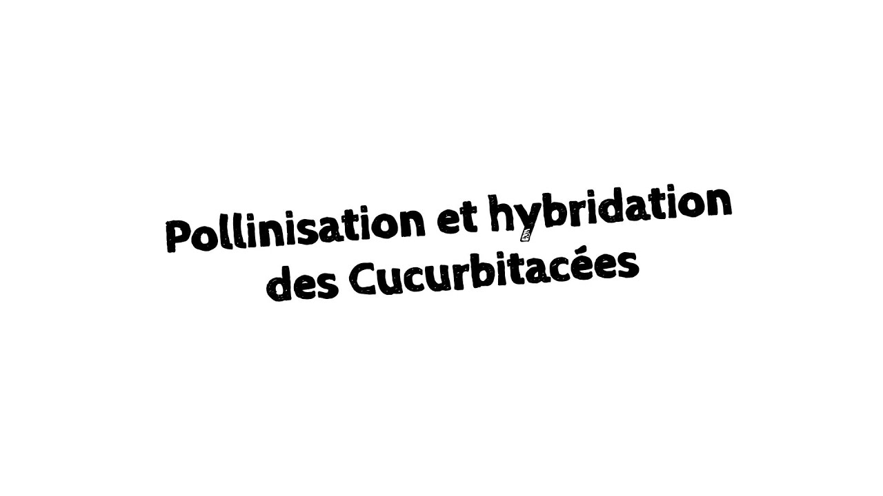 Hybridation et Pollinisation des courges, melons, concombres, pastèques, courgettes...