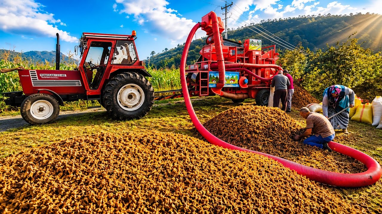 🌰🚜 Fındık Hasadı Başladı! Patozla Harman Zamanı ve Köy Telaşı