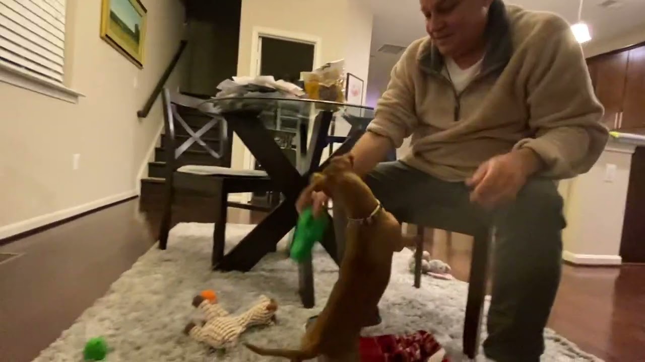 Dachshund’s Christmas Stocking