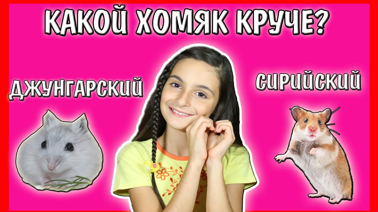 СИРИЙСКИЙ ИЛИ ДЖУНГАРСКИЙ ХОМЯК? / КАКОЕ ЖИВОТНОЕ ЗАВЕСТИ? / КАКОЙ ХОМЯК ЛУЧШЕ? / Alisa Easy Pets