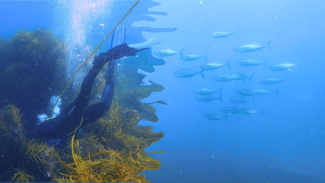 Diving with Bluefin Tuna - Maria Island day tour - Catch and Cook Crayfish Tasmania - Ep20