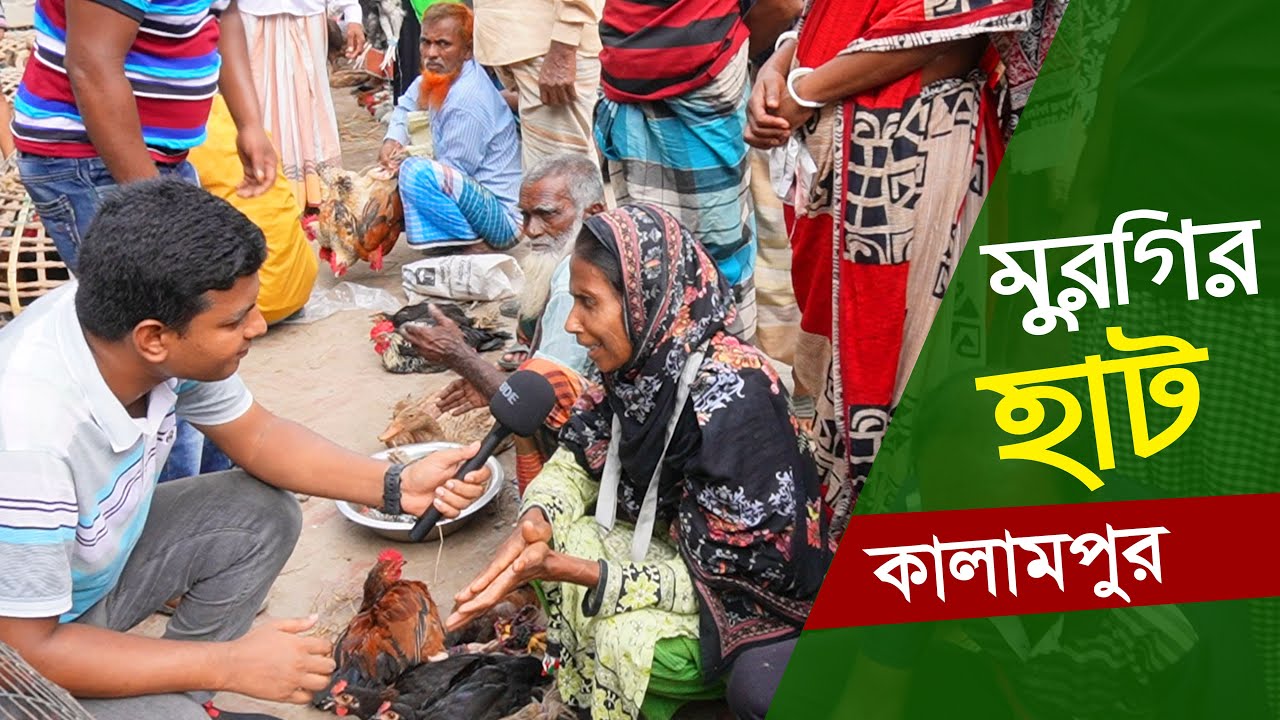 কালামপুর হাটে চিনা হাঁস, দেশি মুরগি, সোনালি মুরগি, রাজা হাঁস সহ দেখুন বিস্তারিত || কৃষি ঘর