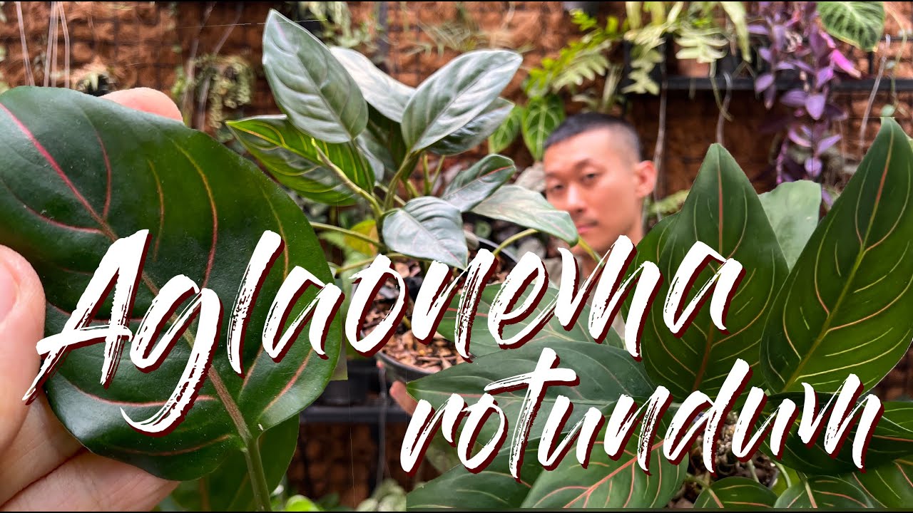 Aglaonema rotundum 'Tiger' Care And Propagation In Water and Soil - WITH SATISFYING UPDATES