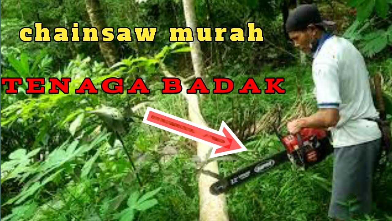 TES POTONG KAYU ‼️PAKAI CHAINSAW MURAH TAPI KUALITAS MANTAP‼️