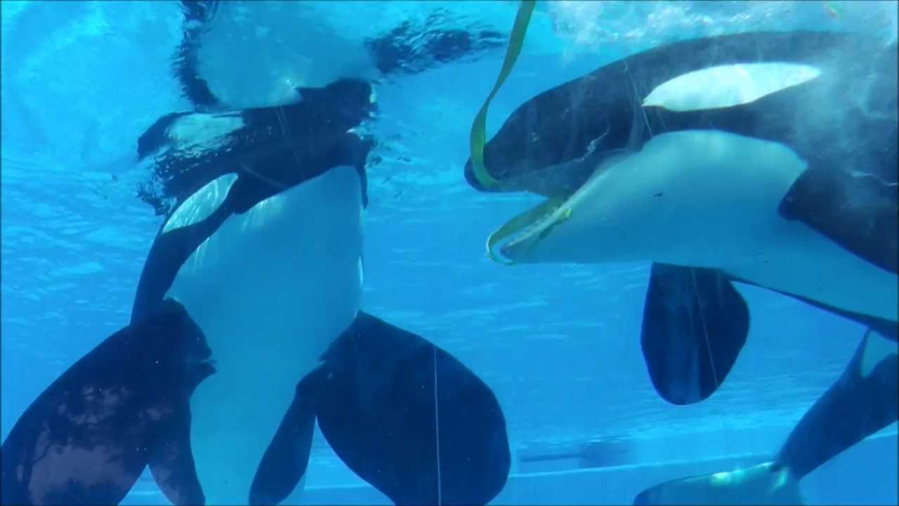 Tilikum and Trua - Underwater Viewing with Toys