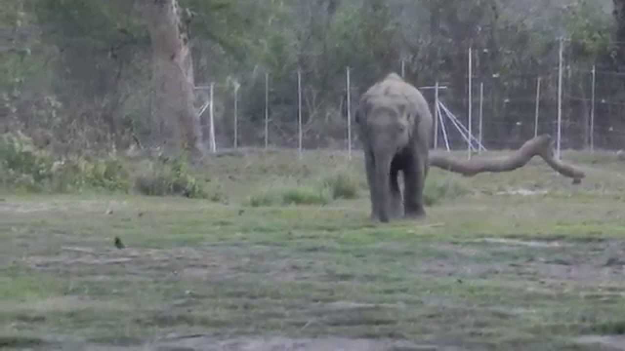 Baby elephant chasing birds