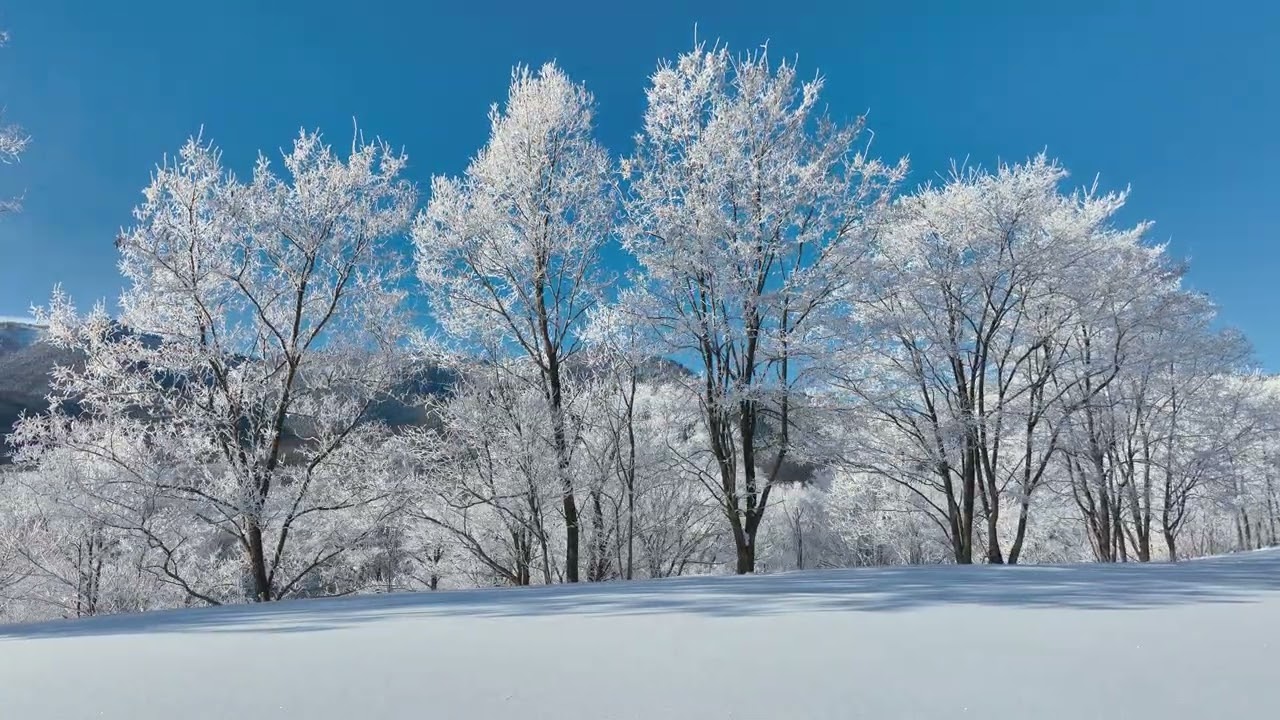 霧氷の朝を空でめぐる