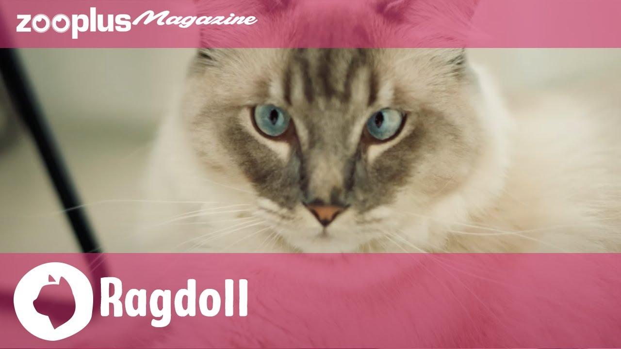 Ragdoll: karakter, uiterlijk & voeding (in 5min)