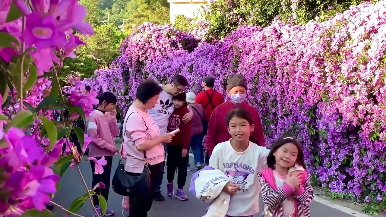 蒜香藤大道｜￼苗栗通霄楓樹里馬家庄｜紫色花牆綿延數百米…￼
