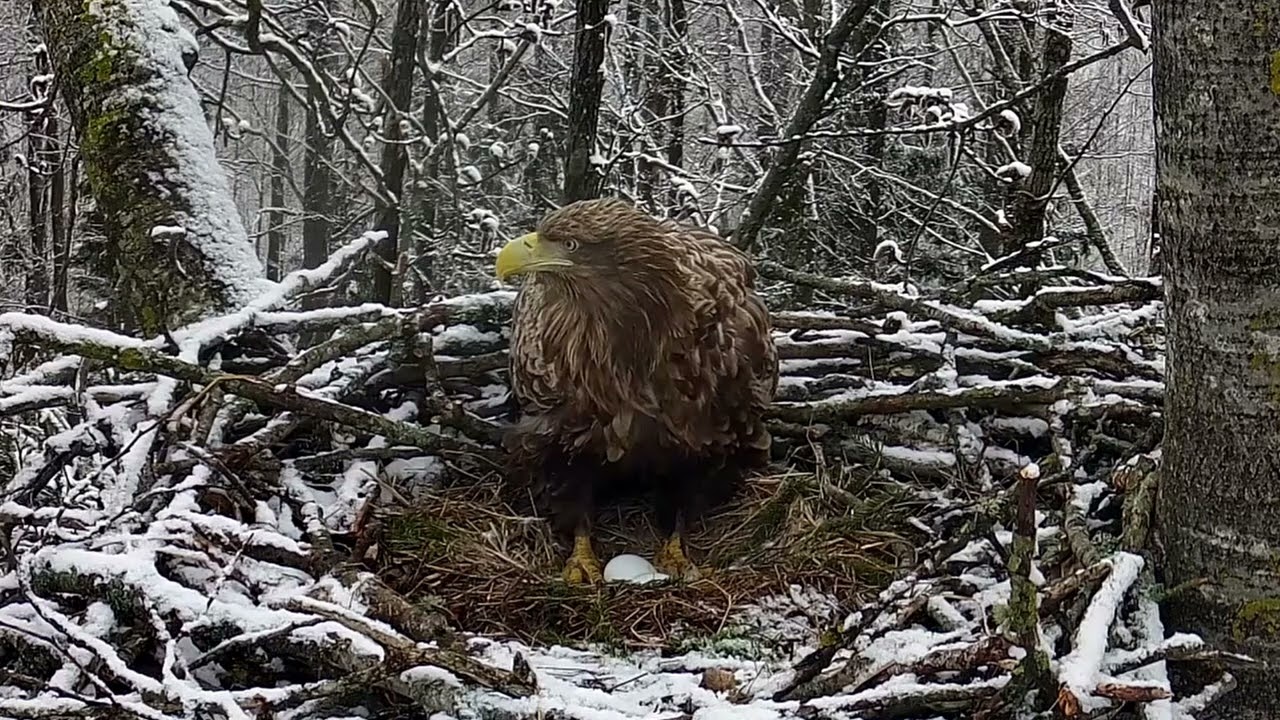 KAS VYKSTA ERELIŲ LIZDE?