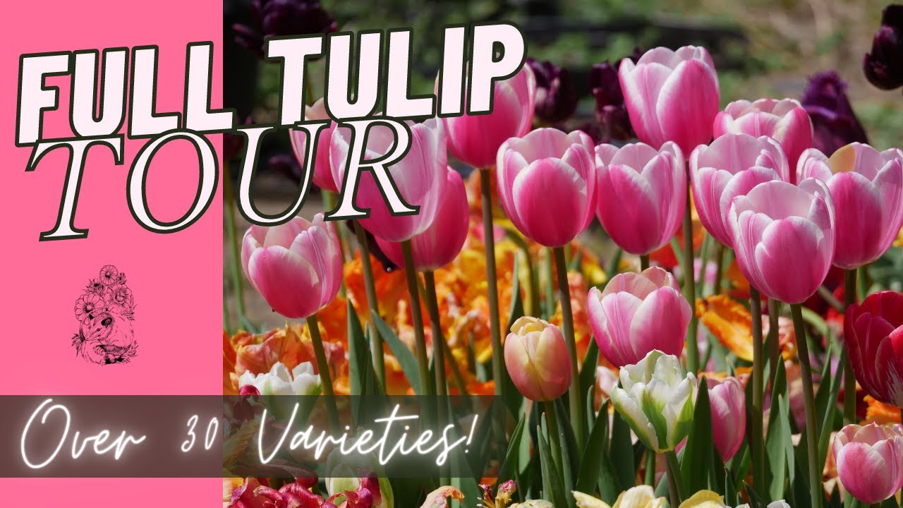 FULL TULIP GARDEN TOUR: 30+ VARIETIES - Backyard Spring Cut Flower Garden