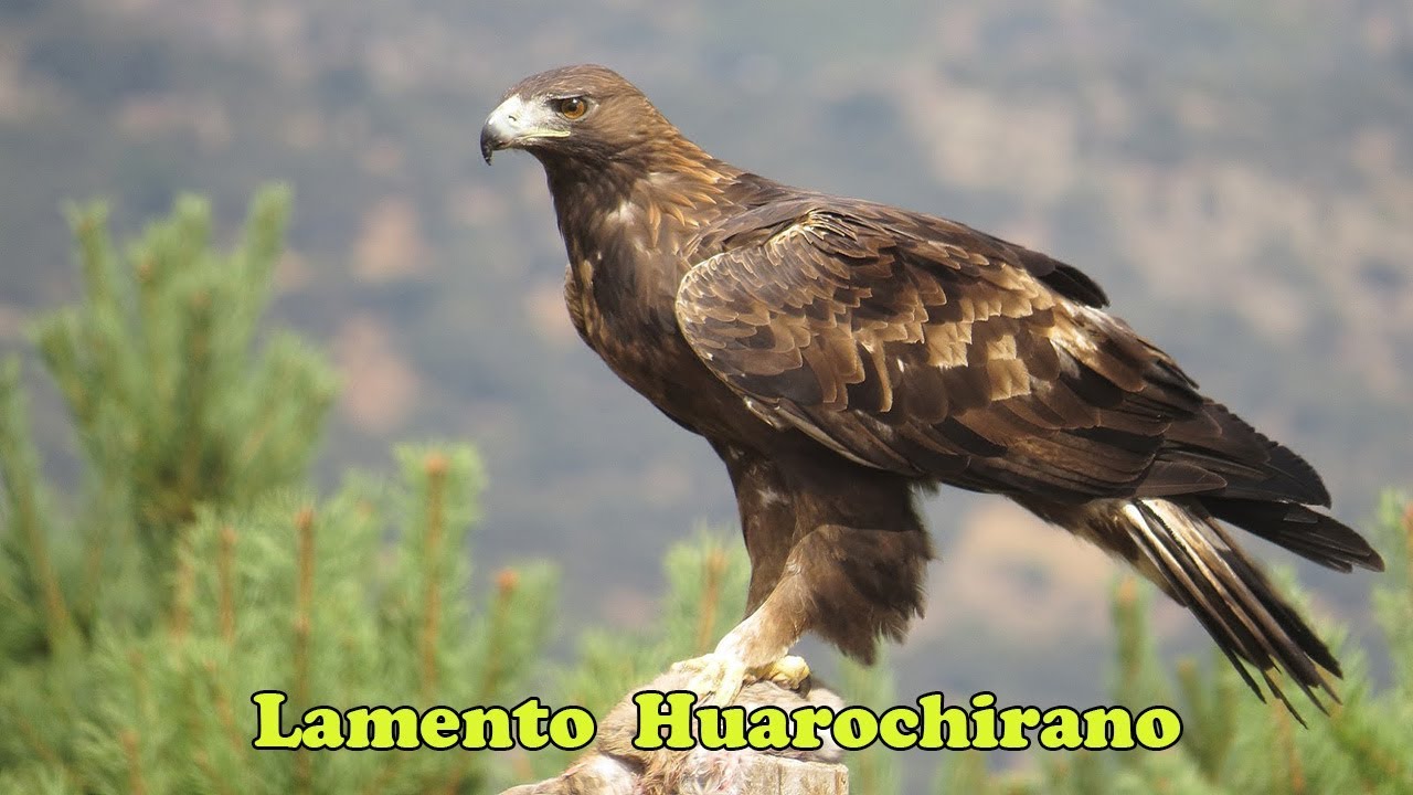 LAMENTO HUAROCHIRANO  - Conjunto Héroes de la Breña de Huarochirí.