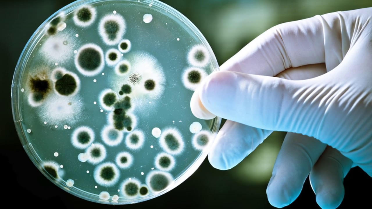 Researchers take novel approach to antimicrobial resistance surveillance