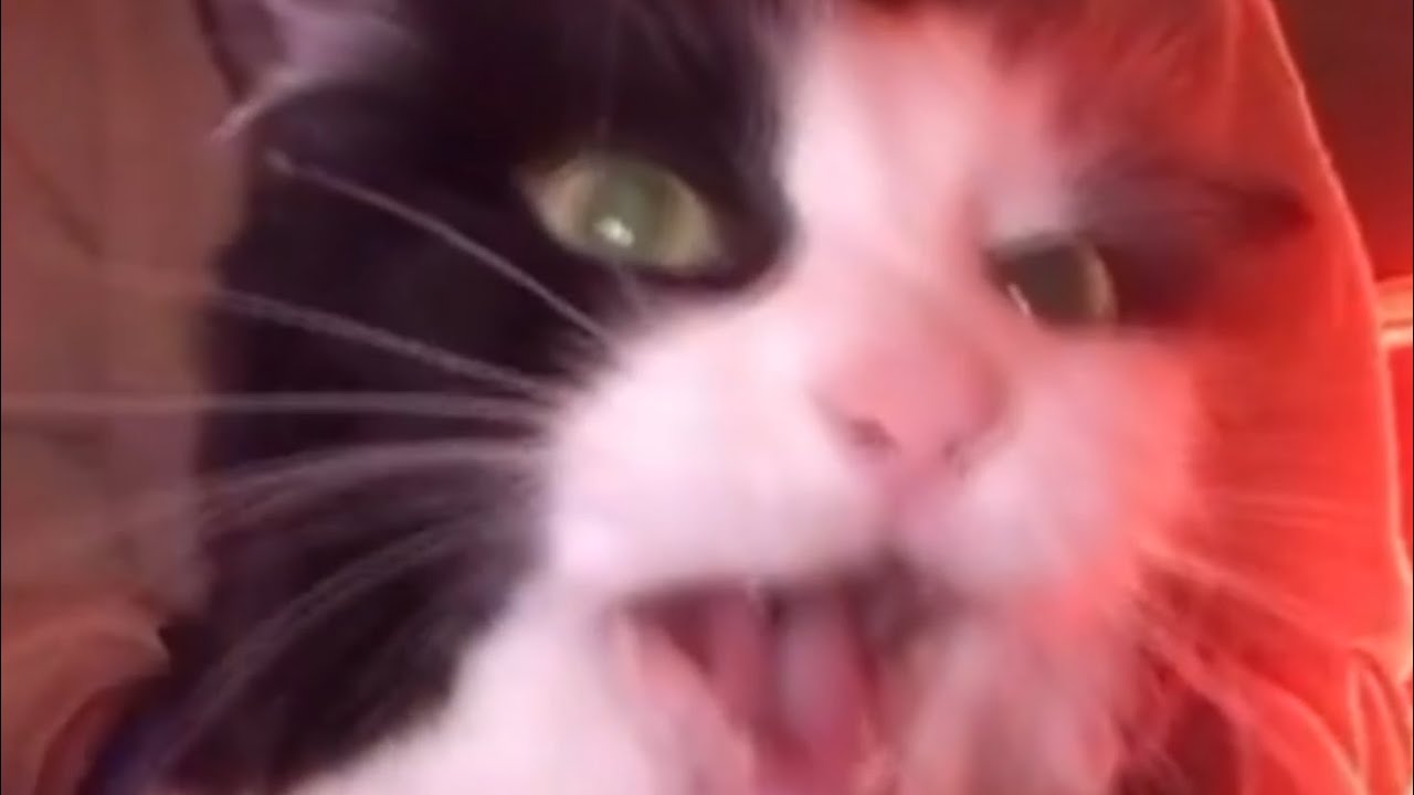 PERFECTLY CUT SCREAMS part 35