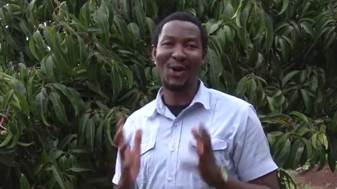 NEW Biological control for FRUIT FLY