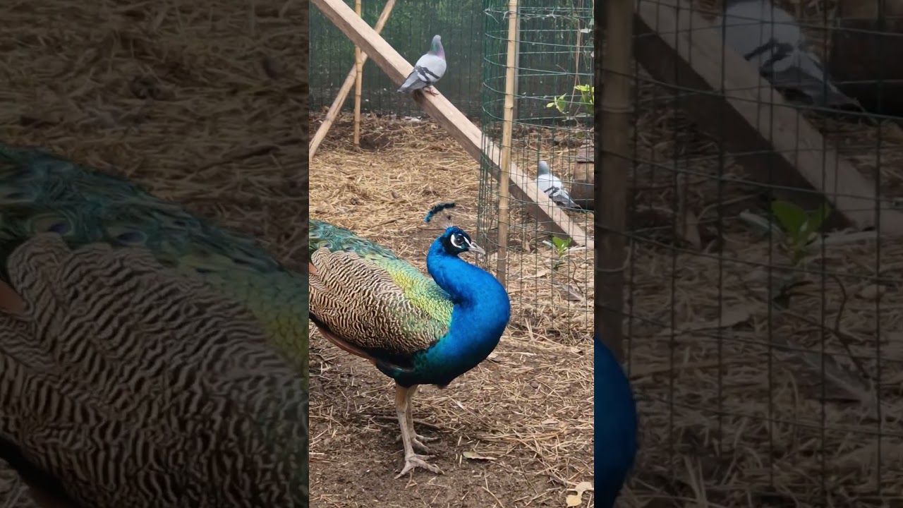 La Ruota del Pavone 🦚🦚