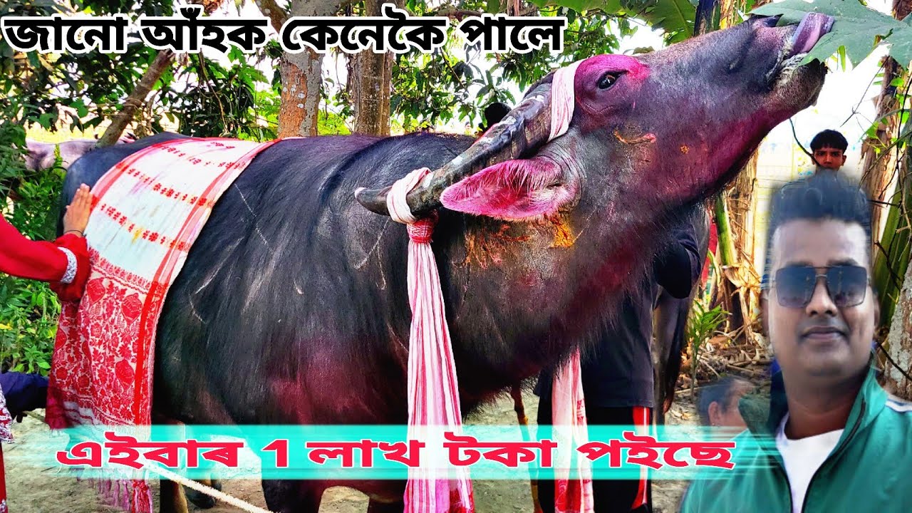 SAO AHOK DAKARGHAT MOHJUJ 2026 #MOHJUJ #mohorjuj #mrblackextra @Mr.black16 