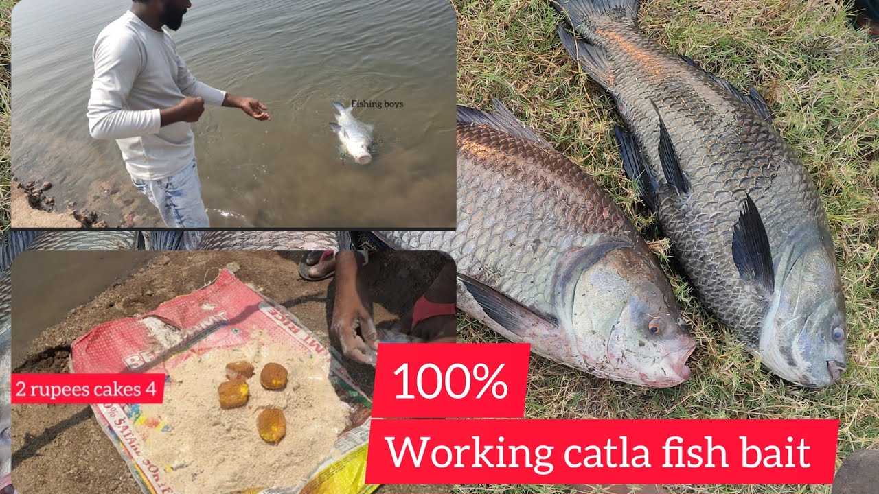 catla fishing| catching katla fish| and rahu fish|#bigfishhunting