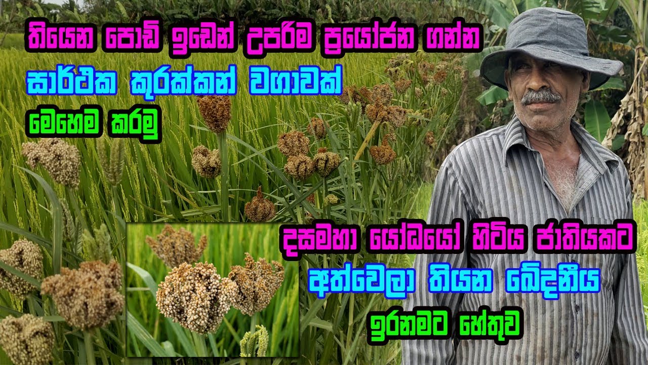 අපතේ යන ඉඩේ වවමු කුරක්කන් | kurakkan Cultivation | Kurakkan Wagawa | kurahan wagawa