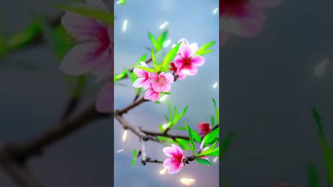 sữa xương khớp - tim mạch