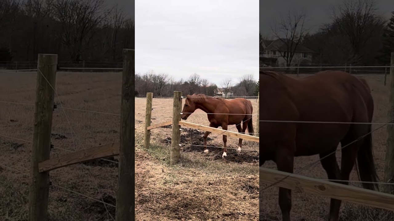 New Run Romp (Part 2)