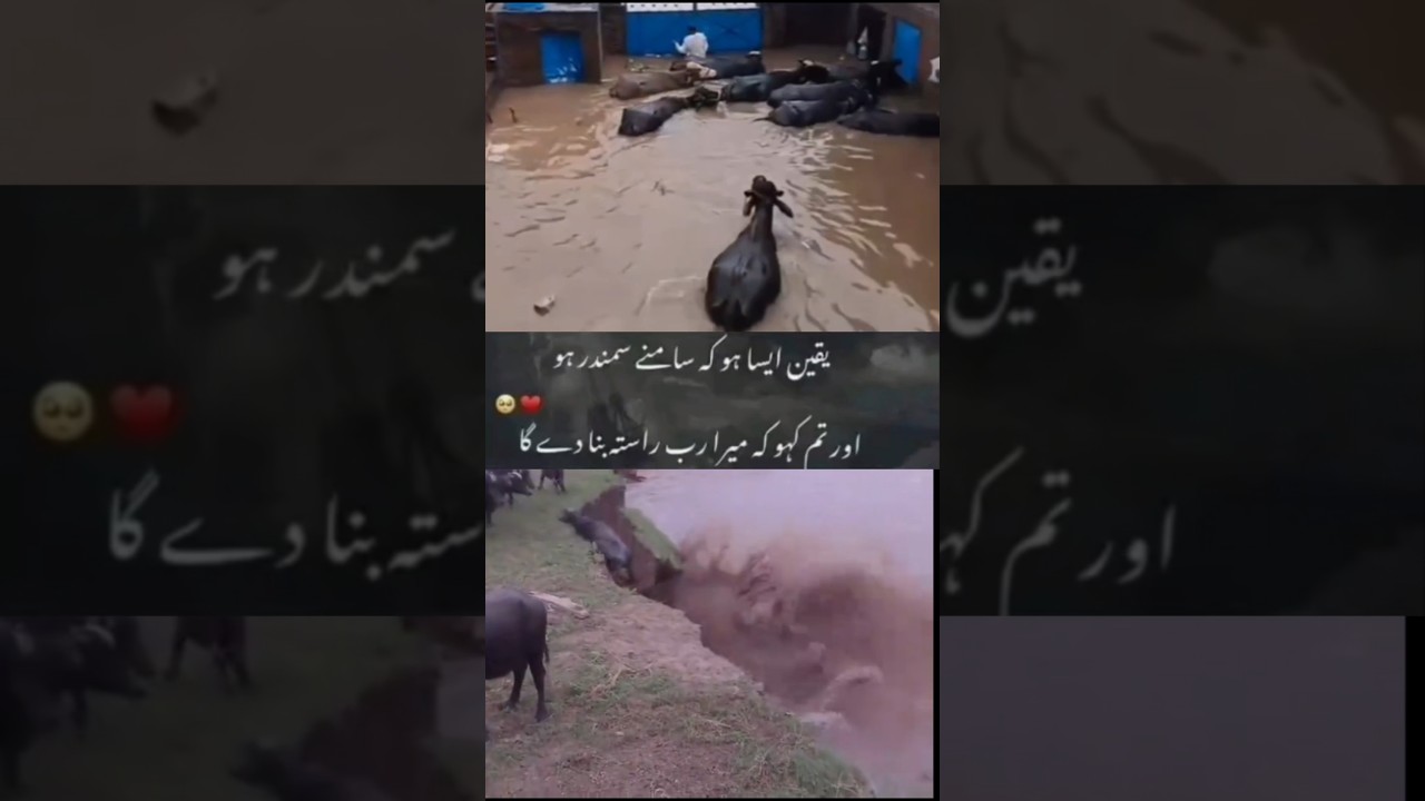 River Flood News Update |Pakistan River Flood News|