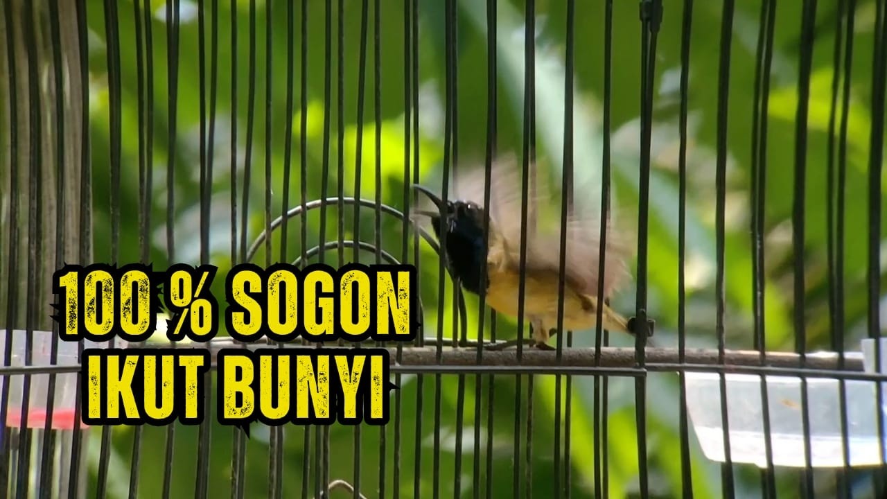 100 % SOGON MU LANGSUNG BUNYI  SUARA JERNIH VIDIO 4K