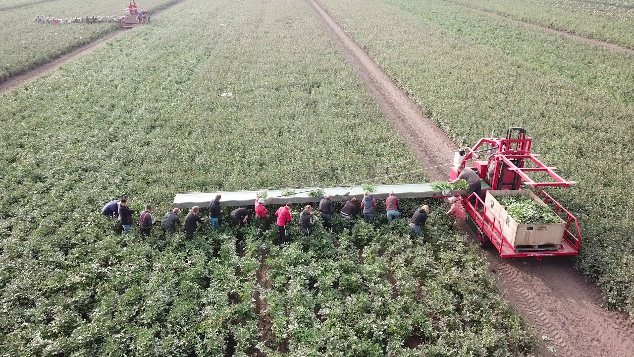Scheperswijk bloemen Pioen oogst 2019